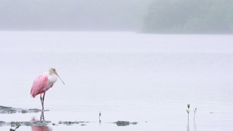 roseate spoonbill taking off and flying on foggy lake shore during overcast morning