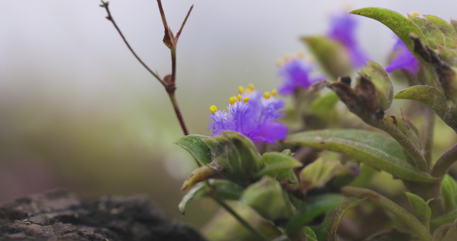Beautiful Purple Flowers Of Cyanotis With Green Foliage In Springtime. - macro