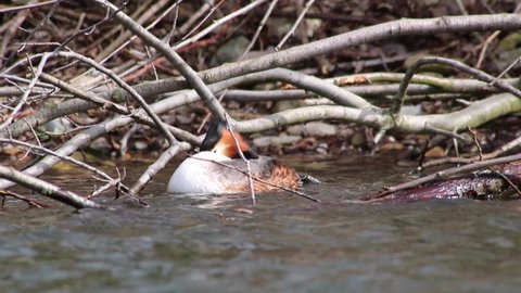 Great crested grebe podiceps cristatus at the shore of a lake relaxing and sleeping but attentive for other birds trying to sleep on the water in branches of a fallen tree in European wildlife lake
