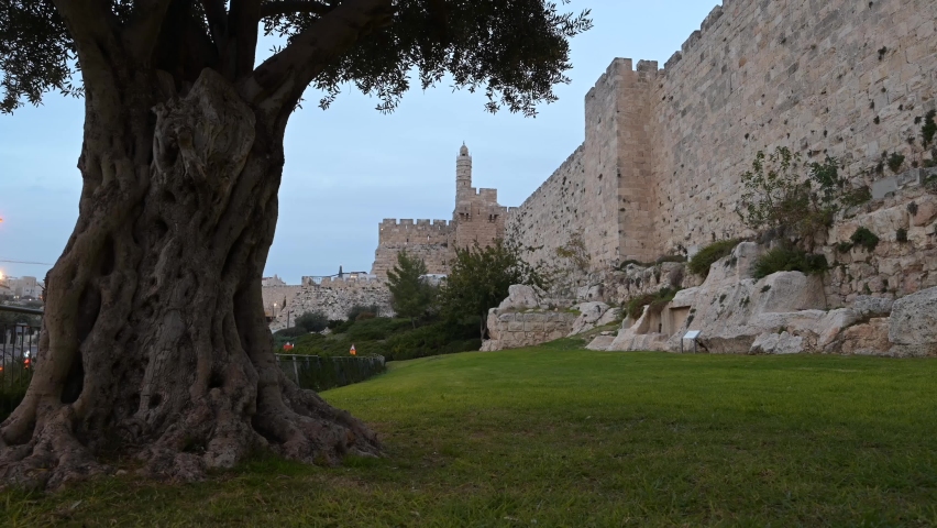 The trunk of an old olive tree, with a minaret of the Tower of David or Jerusalem Citadel located next to Jaffa Gate, and the Ottoman-built Old City Wall with remains from earlier periods - timelapse