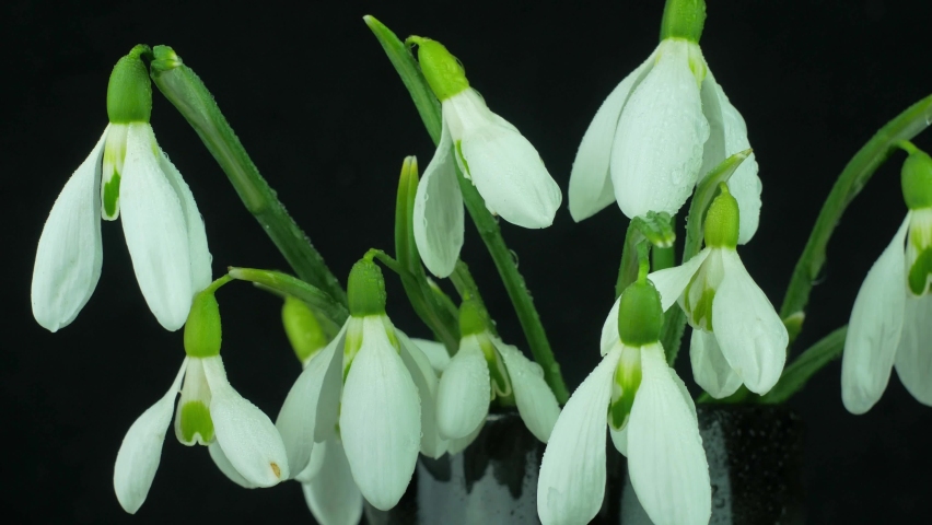 Beautiful White Flowers Bouquet Snowdrops Stock Footage Video 100 Royalty Free Shutterstock