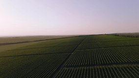 Agriculture industry concept taking video with drone of a beautiful green field of vineyard.