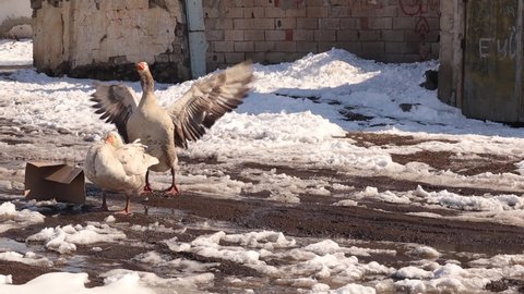 Geese arranging their feathers and looking for food in the winter.
Domestic birds in the countryside in cold weather, Snow.
Goose organic farm, free animals.
Birds on the field, Poultry.
Goose, animal
