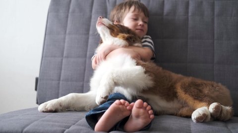4k. little boy playing with Australian shepherd red three colours puppy dog 