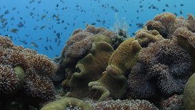 Amazing underwater world of Tulamben, Bali, Indonesia. Huge underwater fields of anemones with clown fishes. Underwater video 4k with taken with a tripod.
