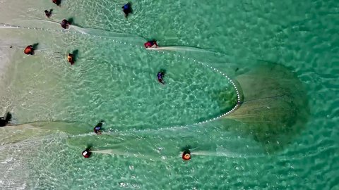 Top down view of shoal of fishes at net fishing in crystal clear water. Fishermen at beach. Artisanal fishing on brazilian fisher village. Shoal of fishes at fishing net. Fishermen with net fishing.