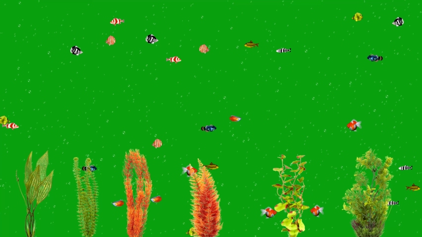 Underwater plants and swimming fishes green screen motion graphics | Shutterstock HD Video #1070050405