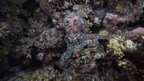 Callistoctopus macropus disguises itself as a coral reef. Night dive.
