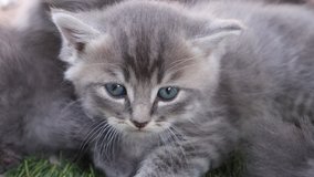 Cute grey kitten closeup 4k clip