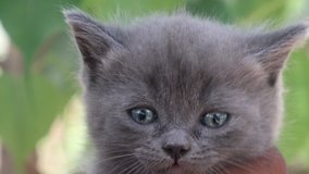 Cute grey kitten closeup 4k clip