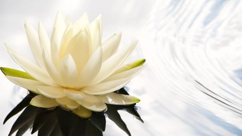 White lotus waterlily flower floating on water surface, blue sky reflection 