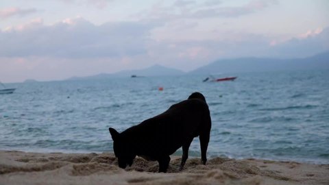 Slow motion of a black dog playing and digging sand at the beach