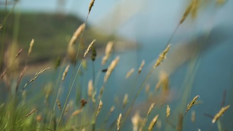 Common grass reeds in gentle breeze on cliff side of open ocean and hilly backdrop