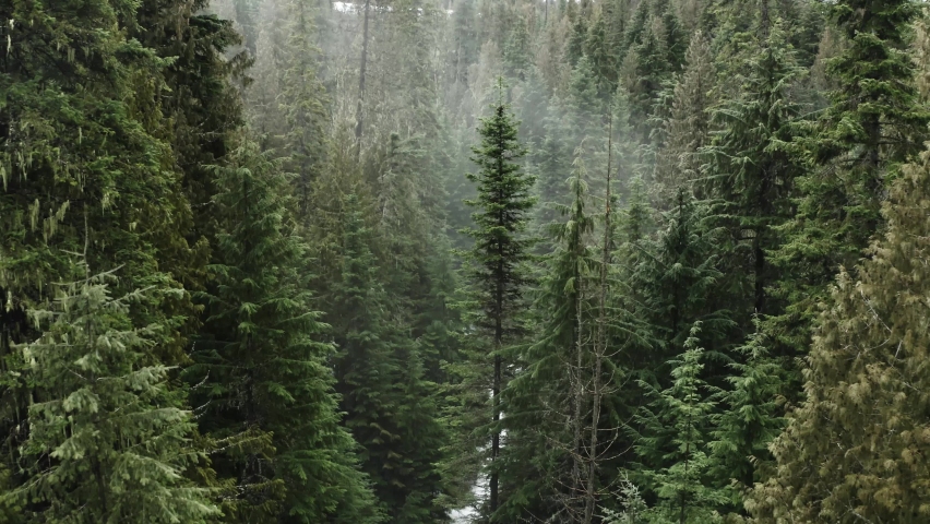 Drone through the pine trees in a foggy forest in the pacific northwest Royalty-Free Stock Footage #1070057212