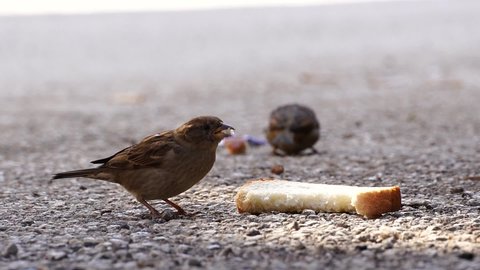 Hungry sparrows feeding breadcrumbs from bread pieces on the concrete pavement