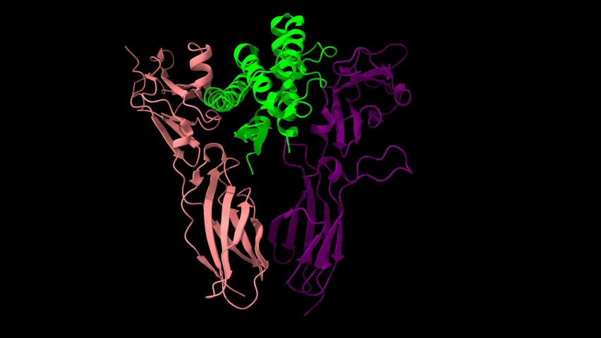 Ternary structure of human interleukin-20 (green) in complex with its receptor (pink and violet), animated 3D cartoon and Gaussian surface models, black background Royalty-Free Stock Footage #1070063617