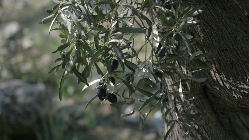 Olive tree in autumn, Italy. olives harvest for production. small local farm in Europe. olive trees cultivated for olive oil, fine wood, leaves, ornamental reasons, and the olive fruit. Royalty-Free Stock Footage #1070064220