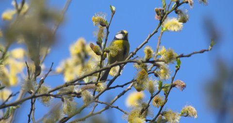 Blue Tit bird looking for food Yellow Pussy Willow tree flowers flying away slow motion