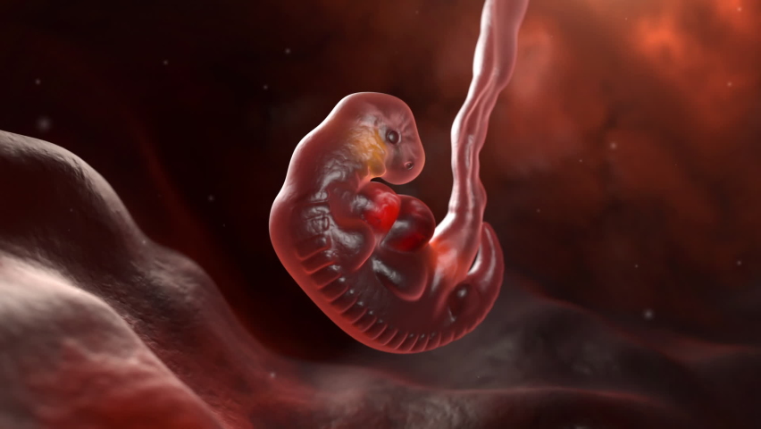 Human embryo at the end of 5 weeks. 3D animation Royalty-Free Stock Footage #1070069467