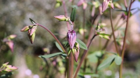 Purple flowers of common columbine -aquilegia vulgaris or European columbine 