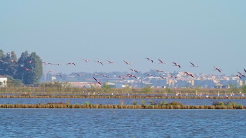 Flock of flamingos flying over the rice plantations of La Puebla del Río, Seville. 4K Resolution.
