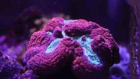 Symphyllia Brain LPS Coral feeding in Time lapse video 
