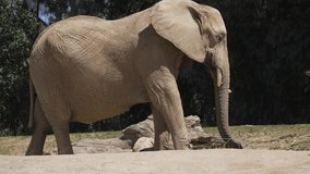 This slow motion video shows a wild African elephant eating a branch.