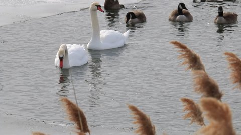 mute swan are invasive in canada, captured at long point 