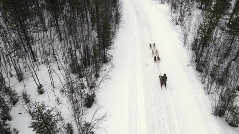 Drone Aerial view of dogsledding handler with team of trained husky dogs mountain pass, husky dog sled riding in winter forest