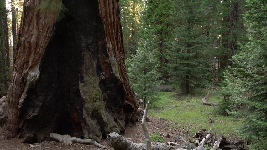 General Grant Tree In Sequoia And Kings Canyon National Park Deer
