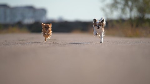two chihuahua dogs sitting and running together on asphalt during outdoor urban training