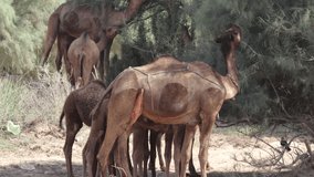 A camel Is Standing In The Desert Pakistan 4k Clip