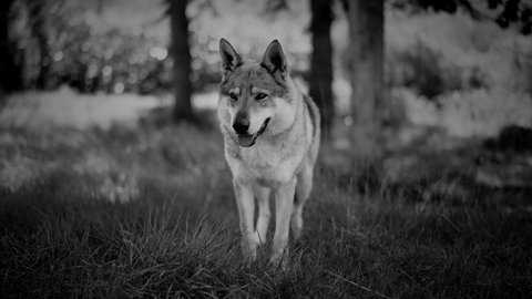 Dramatic black and white shot of a beautiful Czechoslovakian shepherd dog is standing in nature and looking all around. It looks like a wild wolf. Werewolf. Slow-motion.