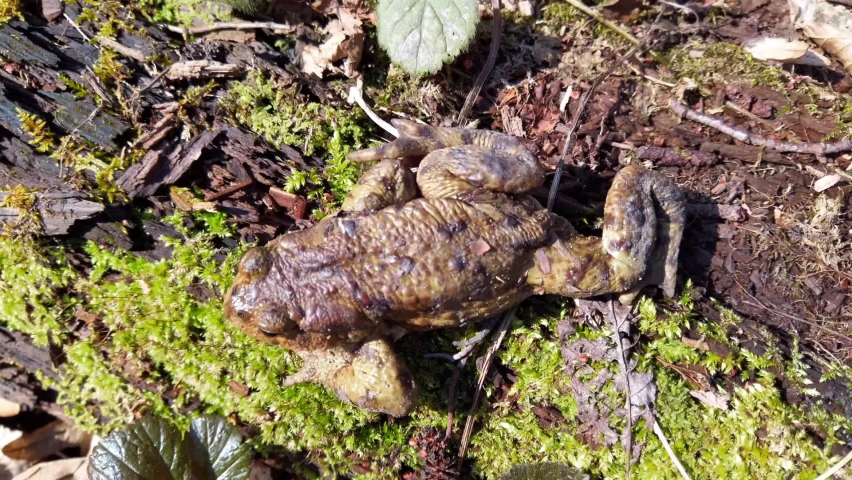 Frog in the spring forest.