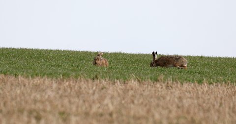 wild rabbit, European hare (Lepus europaeus) in green spring field, Czech Republic, europe wildlife