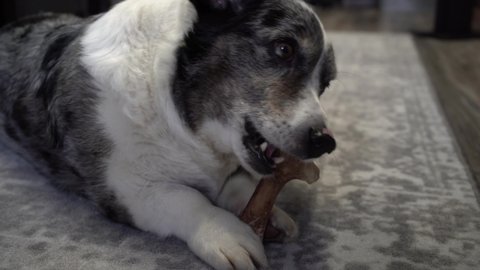 

Welsh corgi cardigan lying on the carpet with antler . Cheerful doggy playing with bone for dental health.  happy pet dog gnawing with pleasure bone of food. very cute paw.
