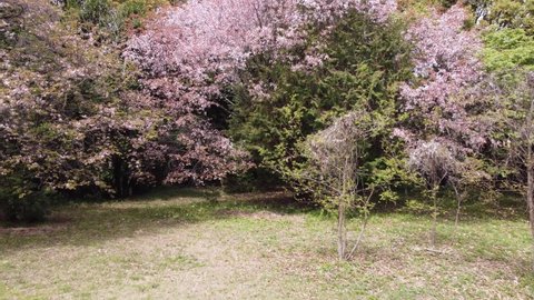 Sakura tree petal drone aerial view