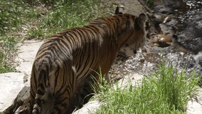 This beautiful wildlife video shows a tiger walking in a refreshing stream of water and then jumping up in slow motion.