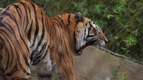 This video shows a beautiful wild tiger yawning in slow motion.