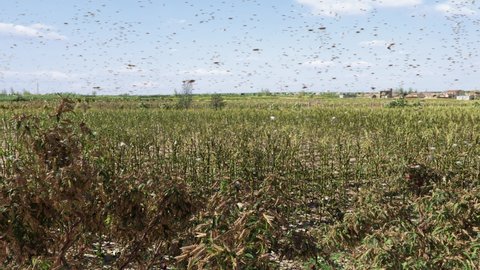 The locust plague is happening, many corn fields are invaded, and crops are destroyed.