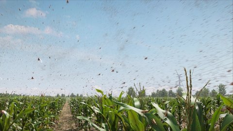 A huge number of locusts flying over the cornfield, eating corn seedlings, locust plague