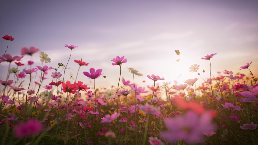 Cosmos blooming at dusk, beautiful butterflies flying around, colorful flowers and grass