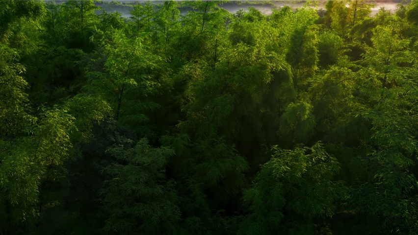 A group of red-crowned cranes flying over the bamboo forest, the green and vibrant bamboo forest surrounded by fog in the early morning, the scenery of Taiwan Erliao, a desirable wonderland on earth