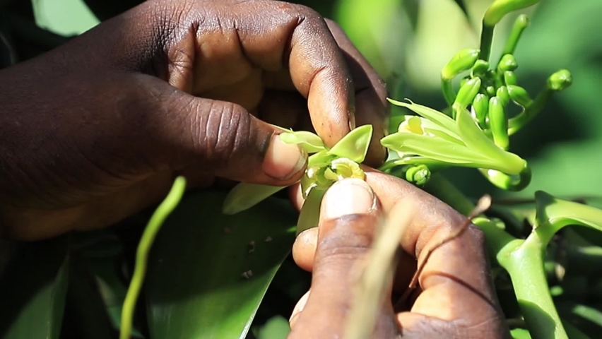 Hand pollinating vanilla during the early morning sun. Royalty-Free Stock Footage #1070119471
