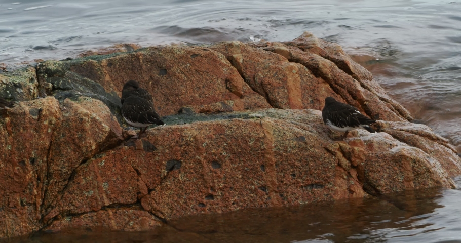 Flock of black turnstones on the rocky shore of Sidney BC