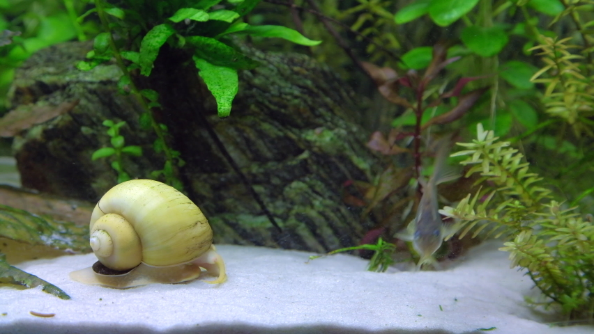 Beautiful freshwater aquarium with green plants, Corydoras and golden apple snail. Pomacea canaliculata. Yellow snail. Cory catfish. 