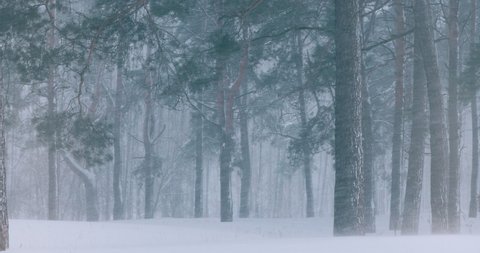 4K Dramatic Snowy White Forest In Winter Frosty Day. Snowing In Winter Frost Woods Pine Trunks.. Snowy Weather. Winter Snowy Coniferous Forest. Blizzard in Windy Day. Dark Mood Moody Toned Shot.