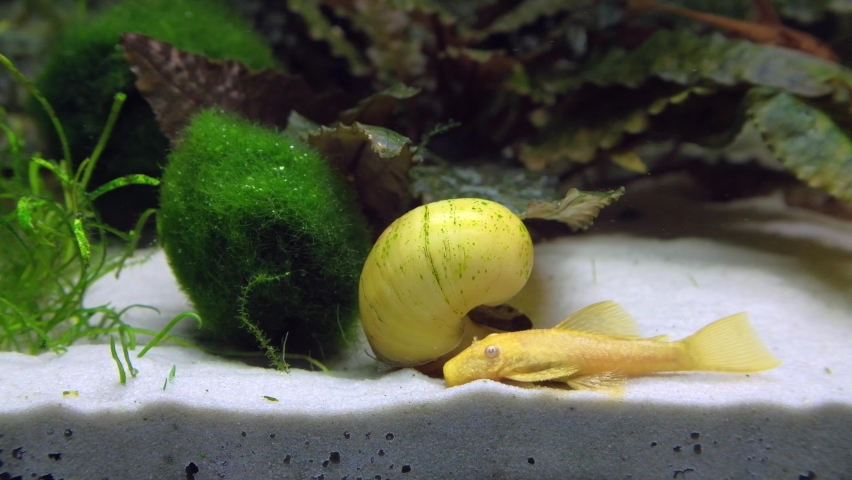 Beautiful Freshwater Aquarium With Green Stock Footage Video 100 Royalty Free Shutterstock