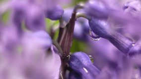 Rain Drops Falling On A Spring Flower Hyacinth. - Powered by Shutterstock - Get 15% off with code: PIKWIZARD15