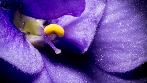 Violet flower macro extreme close-up. Texture of violet flower. 4K video animation high quality. ProRes 422 HQ.